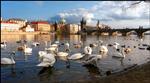 Cisnes en el Moldava